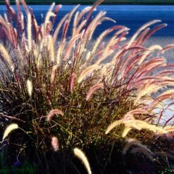 Purple Fountain Grass 13 Purple Fountain Grass -Nature Grove Shop Purple Fountain Grass 2