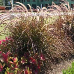 Purple Fountain Grass 11 Purple Fountain Grass -Nature Grove Shop Purple Fountain Grass 4 FGT
