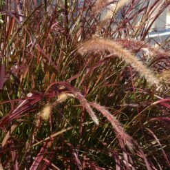 Purple Fountain Grass 10 Purple Fountain Grass -Nature Grove Shop Purple Fountain Grass 5