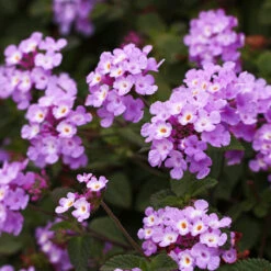 Purple Lantana -Nature Grove Shop Purple Lantana 6 FGT