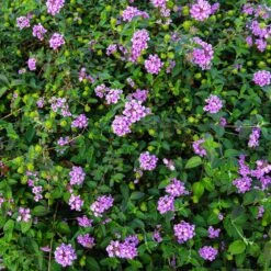 Purple Lantana -Nature Grove Shop Purple Lantana 7 FGT