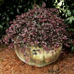 Purple Pixie® Dwarf Weeping Loropetalum -Nature Grove Shop Purple Pixoe Loropetalum 2