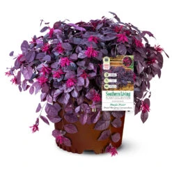 Purple Pixie® Dwarf Weeping Loropetalum -Nature Grove Shop Purple Pixoe Loropetalum 3
