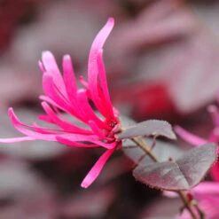 Purple Pixie® Dwarf Weeping Loropetalum -Nature Grove Shop Purple Pixoe Loropetalum 4