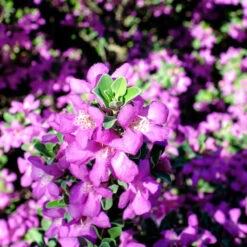 Purple Rain Texas Sage -Nature Grove Shop Purple Rain Sage 3 FGT