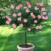 Rainbow Knock Out® Rose Tree -Nature Grove Shop Rainbow Knock Out Rose Tree 350 THUMBNAIL FGT