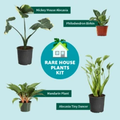 Rare House Plant Kit -Nature Grove Shop RareHousePlantKitGraphic