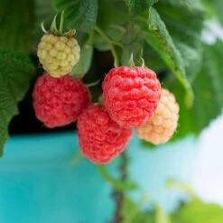 Bushel And Berry® Raspberry Shortcake® Bush -Nature Grove Shop Raspberry Shortcake 1