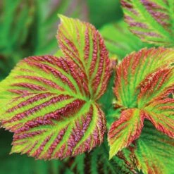 Bushel And Berry® Raspberry Shortcake® Bush -Nature Grove Shop Raspberry Shortcake 4