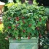 Bushel And Berry® Raspberry Shortcake® Bush -Nature Grove Shop Raspberry Shortcake FGT 600x600 edb63ed1 c16d 4d68 b722 da3bd8e6cc21