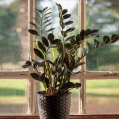 Raven ZZ Plant -Nature Grove Shop Raven ZZ 1