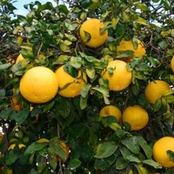 Ray Ruby Grapefruit Tree -Nature Grove Shop Ray Ruby 1
