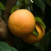 Ray Ruby Grapefruit Tree 2 Ray Ruby Grapefruit Tree -Nature Grove Shop Ray Ruby 3 600x600 dcf928f3 a29b 418f 8220 5b20e13dc0cf