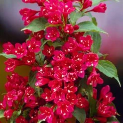Red Prince Weigela Tree -Nature Grove Shop Red Prince Wegeila 1 FGT