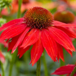 Sombrero® Salsa Red Coneflower 9 Sombrero® Salsa Red Coneflower -Nature Grove Shop Red Salsa Coneflower 2 FGT