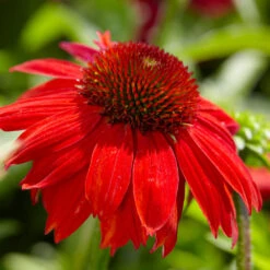 Sombrero® Salsa Red Coneflower 10 Sombrero® Salsa Red Coneflower -Nature Grove Shop Red Salsa Coneflower 4