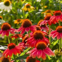 Sombrero® Salsa Red Coneflower 11 Sombrero® Salsa Red Coneflower -Nature Grove Shop Red Salsa Coneflower 6 FGT