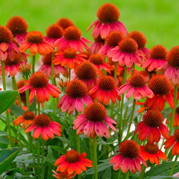 Sombrero® Salsa Red Coneflower 3 Sombrero® Salsa Red Coneflower