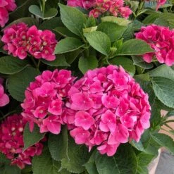 Red N' Pretty® Hydrangea Shrub 7 Red N' Pretty® Hydrangea Shrub -Nature Grove Shop Red and Pretty Hydrangea 2