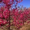 Red Baron Peach Tree -Nature Grove Shop Red Baron Peach 600x600 b3d7cec1 5273 4192 a2eb dbdc9b4472b9