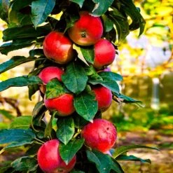 North Pole Columnar Apple Tree -Nature Grove Shop Red Columnar Apple 3