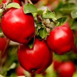 Apple Pollinator Pack 10 Apple Pollinator Pack -Nature Grove Shop Red Delicious Apple 1