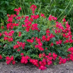 Red Drift® Rose -Nature Grove Shop Red Drift Rose 1