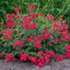 Red Drift® Rose 1 Red Drift® Rose -Nature Grove Shop Red Drift Rose FGT 600x600 76ecb9b7 065a 4805 b83c c7846093451b