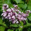 Red Pixie Lilac Tree -Nature Grove Shop Red Pixie Lilac Tree FGT 600x6001 0334b269 e422 4d50 a710 7ee7bb547d84
