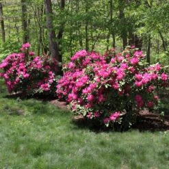 Red Rhododendron Shrub -Nature Grove Shop Red Rhododendron 1 FGT