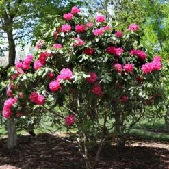 Red Rhododendron Shrub -Nature Grove Shop Red Rhododendron 3