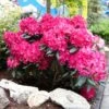 Red Rhododendron Shrub 2 Red Rhododendron Shrub -Nature Grove Shop Red Rhododendron FGT 600x600 3a65a6f3 2b2f 42ff 9401 dd2ec7848eec