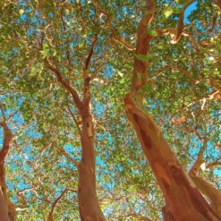 Red Rocket Crape Myrtle 9 Red Rocket Crape Myrtle -Nature Grove Shop Red Rocket Crape Myrtle