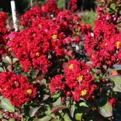 Red Rocket Crape Myrtle 8 Red Rocket Crape Myrtle -Nature Grove Shop Red Rocket Crape Myrtle FGT 2jpg