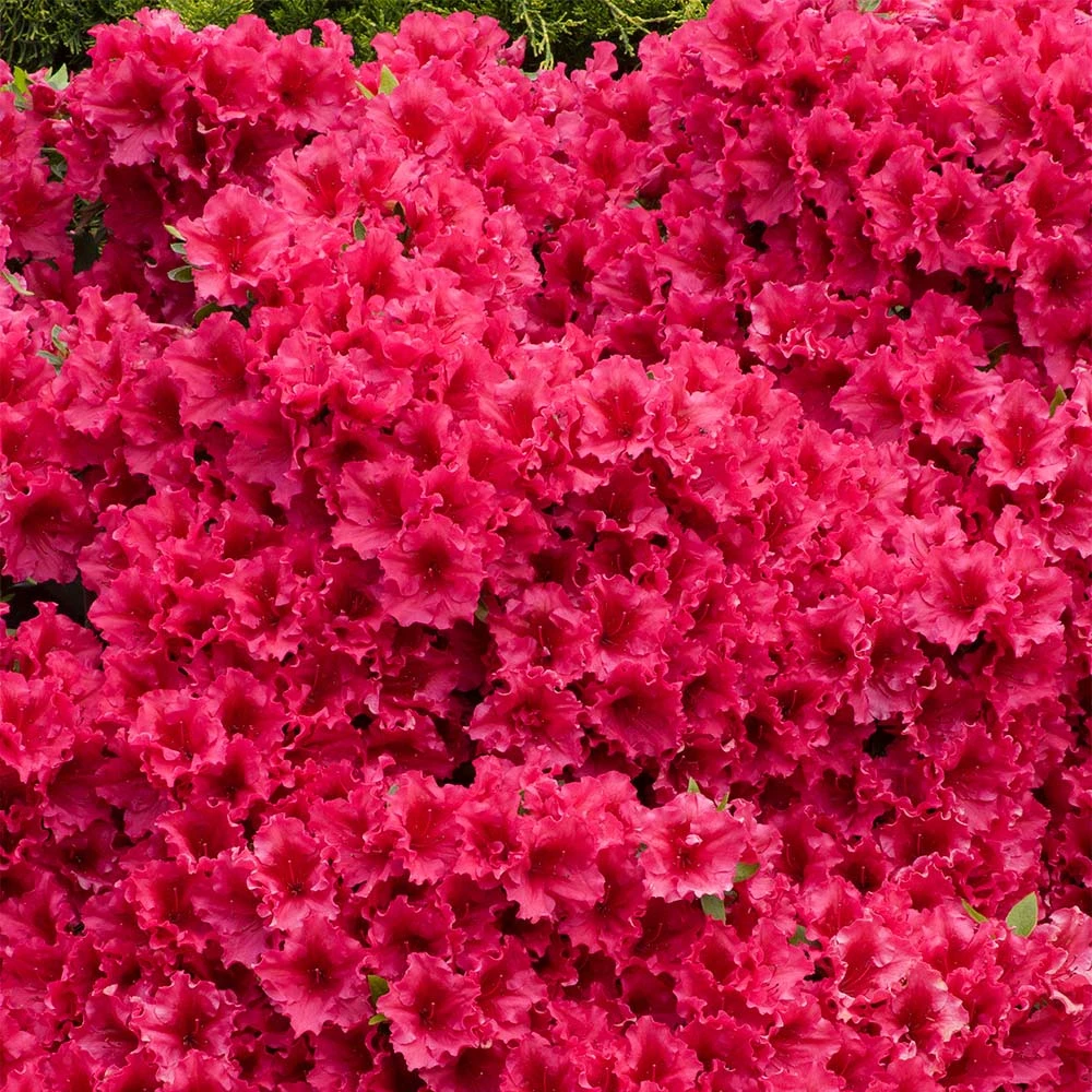 Red Ruffles Azalea Shrub 6 Red Ruffles Azalea Shrub - Image 4