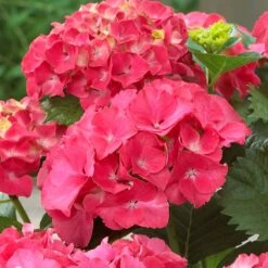 Red Sensation Hydrangea 7 Red Sensation Hydrangea -Nature Grove Shop Red Sensation Hydrangea 1 FGT