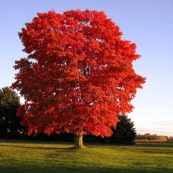 New Products -Nature Grove Shop Red Sunset Maple 1 FGT