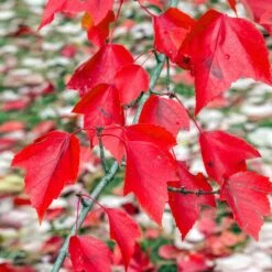 Red Sunset® Maple Tree 9 Red Sunset® Maple Tree -Nature Grove Shop Red Sunset Maple 2