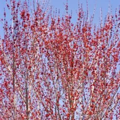 Red Sunset® Maple Tree 10 Red Sunset® Maple Tree -Nature Grove Shop Red Sunset Maple 3