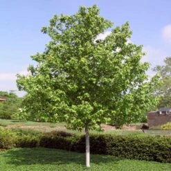 Red Sunset® Maple Tree 11 Red Sunset® Maple Tree -Nature Grove Shop Red Sunset Maple 4