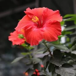 Red Tropical Hibiscus Tree -Nature Grove Shop Red Tropical Hibiscus Tree 3 FGT