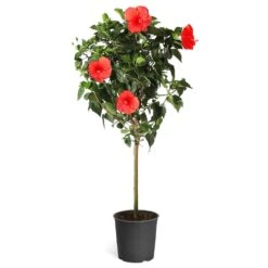 Red Tropical Hibiscus Tree -Nature Grove Shop Red Tropical Hibiscus Tree 5