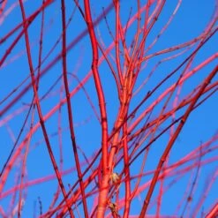 Red Twig Dogwood Shrub -Nature Grove Shop Red Twig Dogwood 3 FGT
