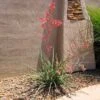 Red Yucca Plant -Nature Grove Shop Red Yucca FGT 600x600 80b00be4 717d 4c3e ab0e afc2a46922ff