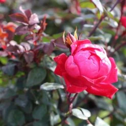 Double Knock Out® Rose -Nature Grove Shop Red knockout rose 2