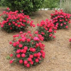 Double Knock Out® Rose -Nature Grove Shop Red knockout rose 4