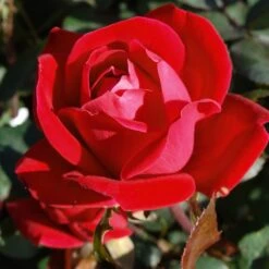 Double Knock Out® Rose -Nature Grove Shop Red knockout rose 7 FGT