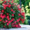 Double Knock Out® Rose -Nature Grove Shop Red knockout rose FGT 600x600 10964f71 3bde 40ac 87ee b7ac043a9383