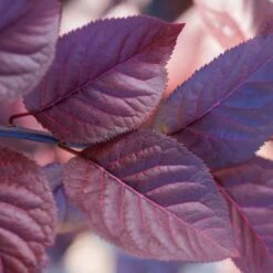 Purple Plunge Weeping Plum Tree -Nature Grove Shop Redbud Purple Plunge 2 b8894708 2bb9 4f3e 8d30 7b3eeb931914