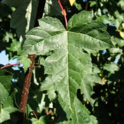 Redpointe® Maple 11 Redpointe® Maple -Nature Grove Shop Redpointe Maple 2